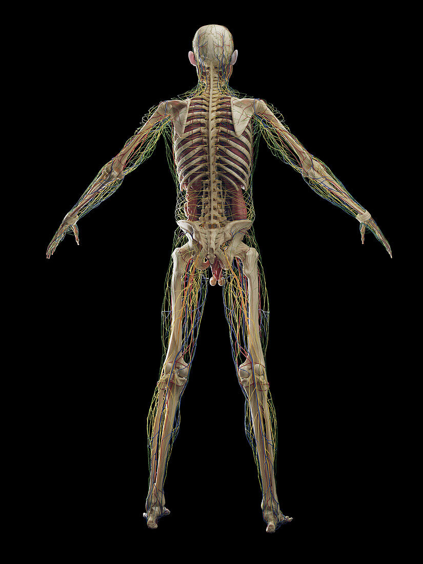Male internal organs, illustration