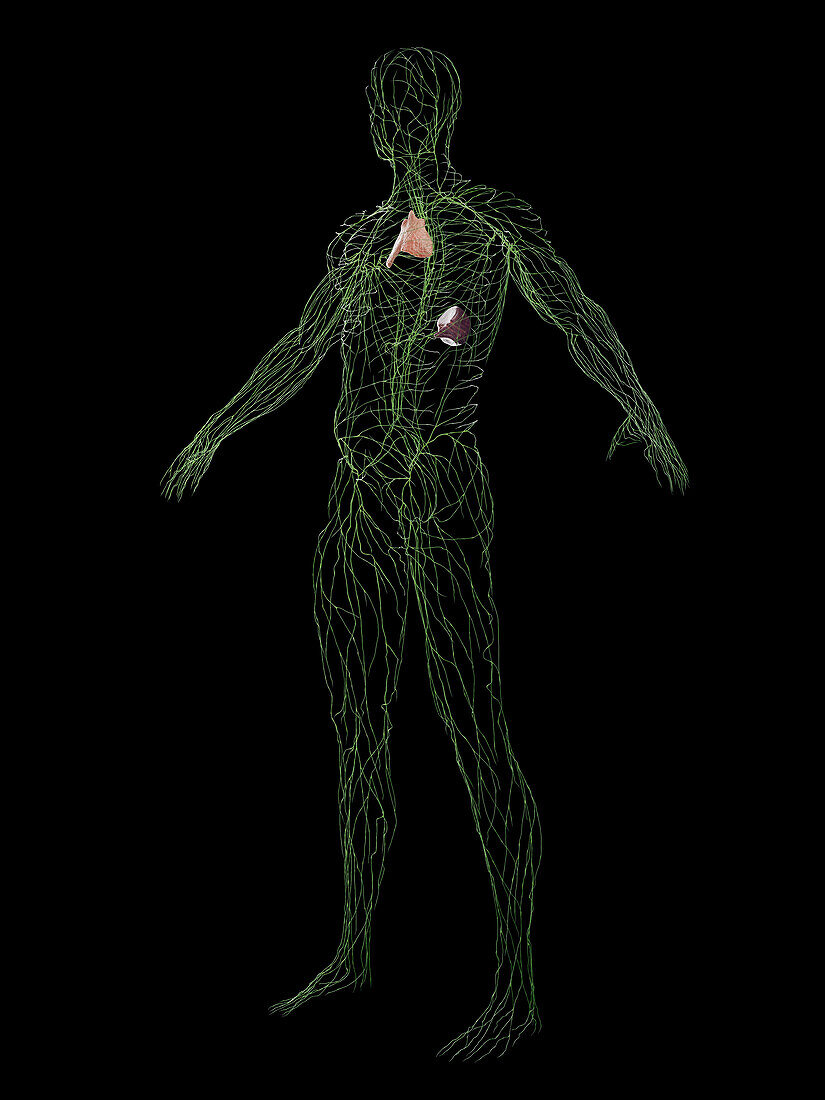 Male immune system, illustration