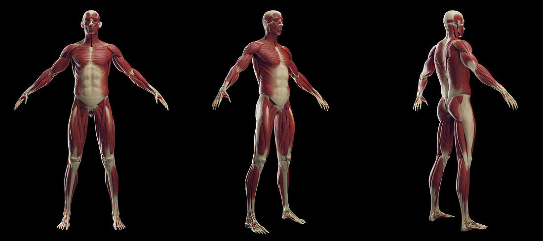 Male muscular system, illustration