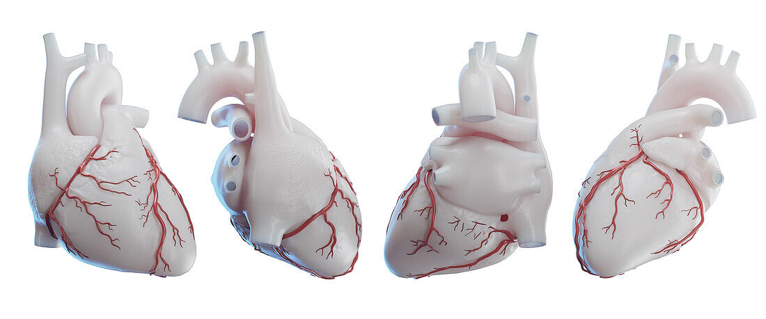 Heart, illustration