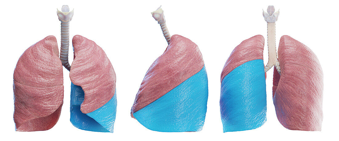 Left lung, illustration