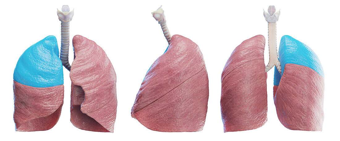 Right lung, illustration