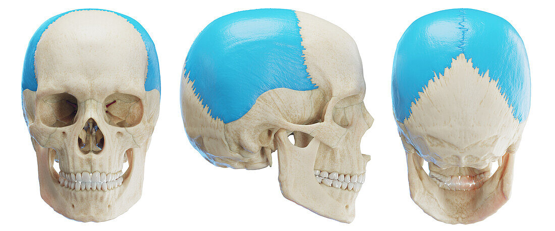 Parietal bone, illustration