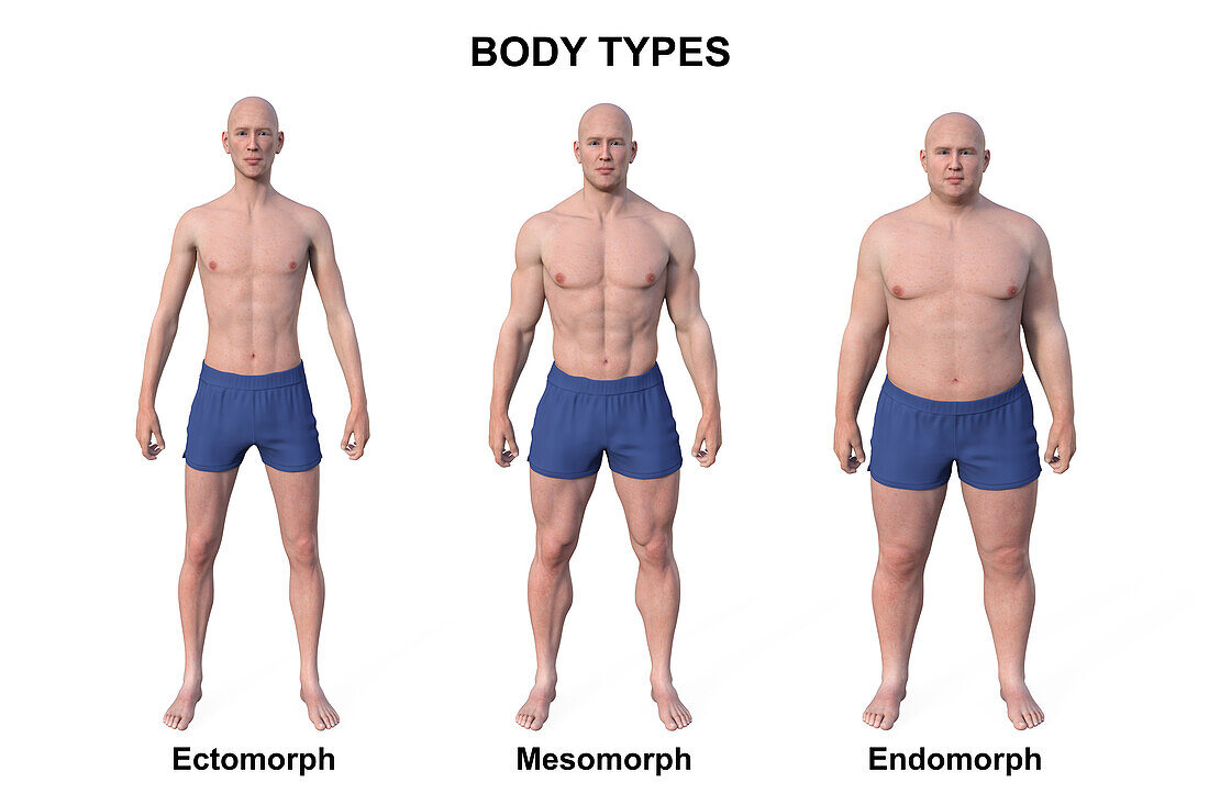 Male body types, illustration