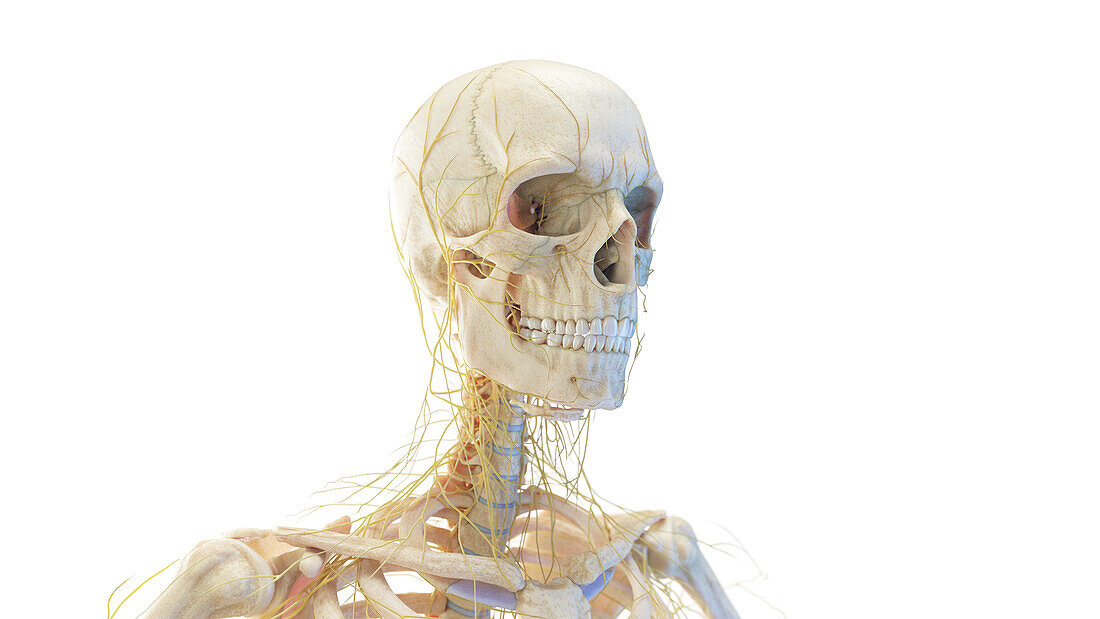 Human skull and nerves, illustration
