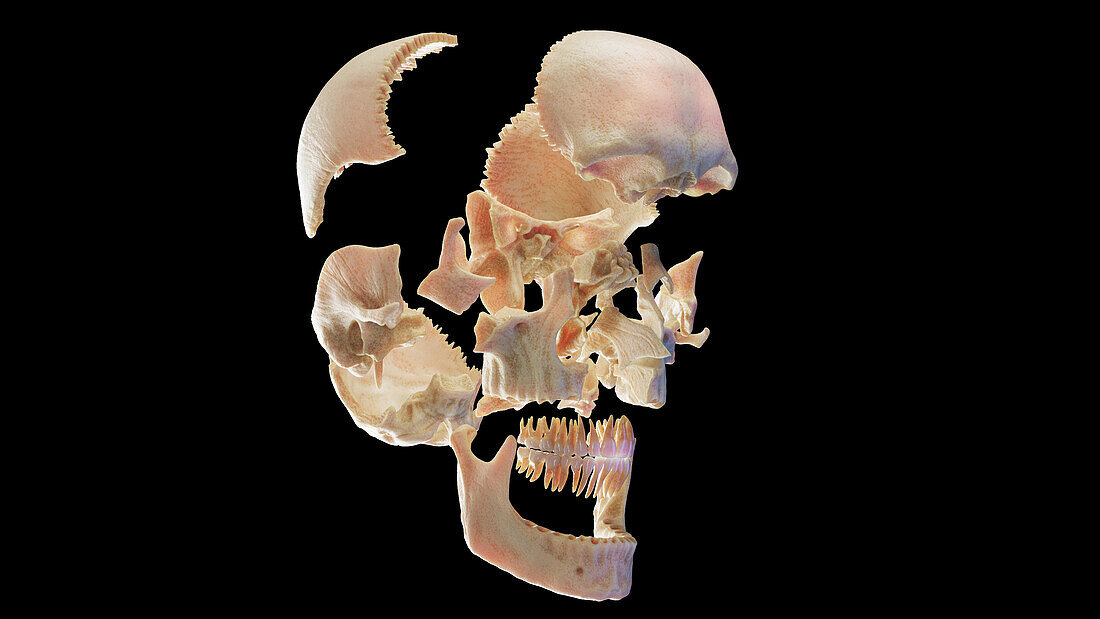 Skull, illustration