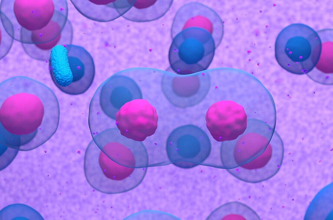 B cell dividing, illustration