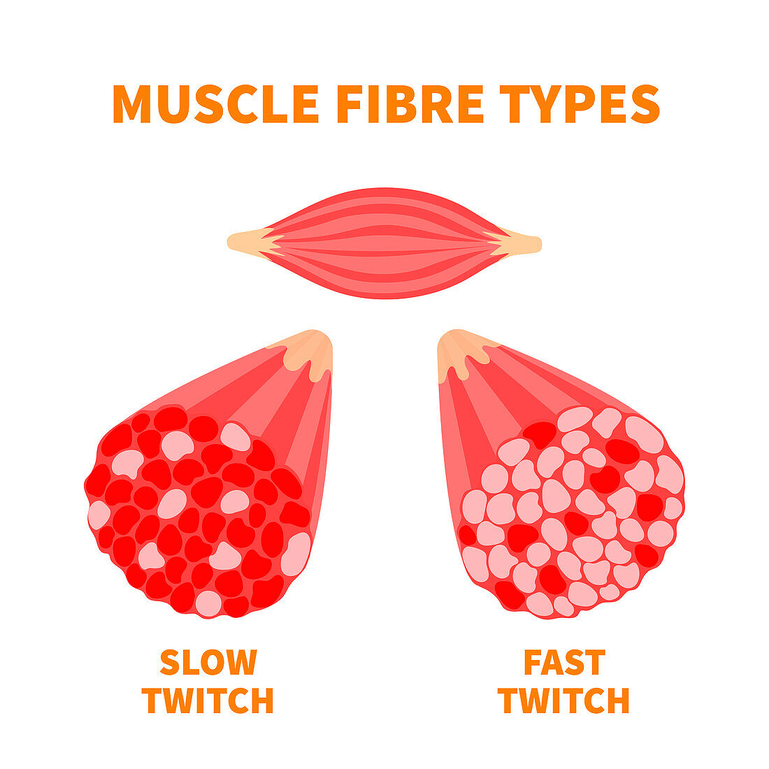 Muscle fibre types, illustration