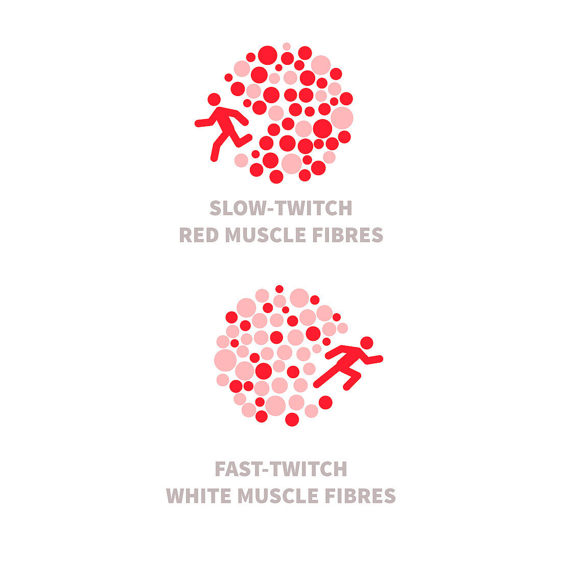 Muscle fibre types, illustration