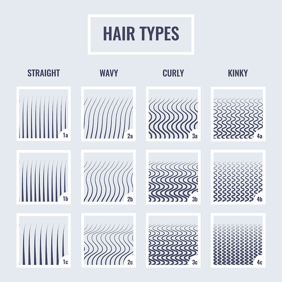 Hair types chart, illustration