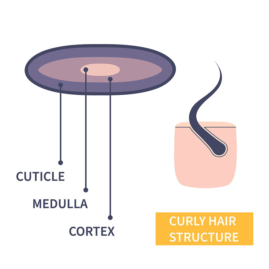 Curly hair strand structure, illustration