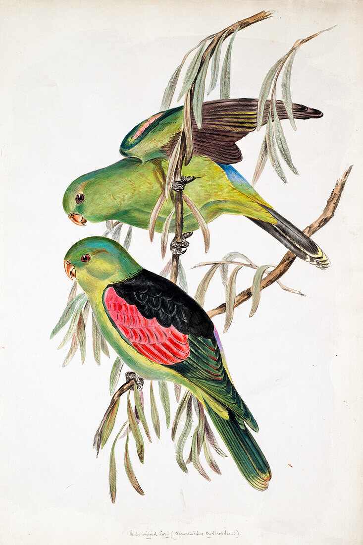 Red-winged parrot, illustration