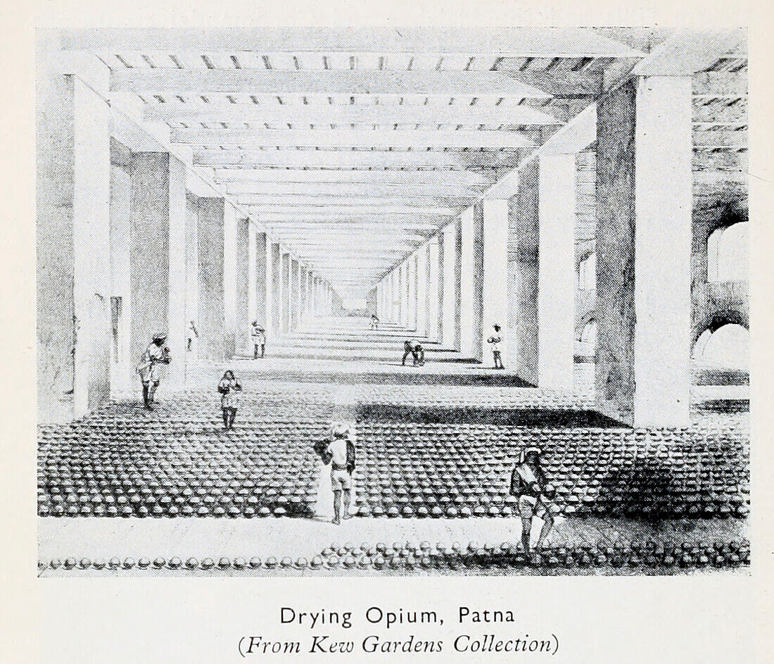Drying opium, illustration