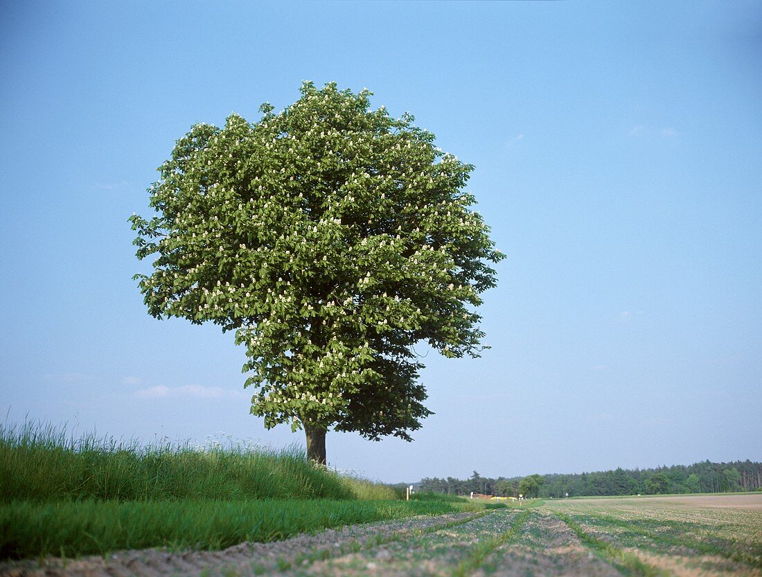 Blühender Kastanienbaum am Wegesrand