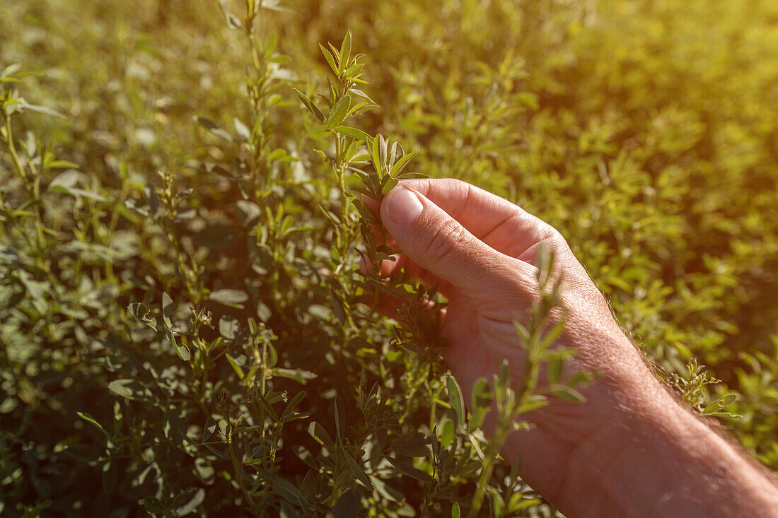 Hand examining alfalfa (Medicago sativa) crops