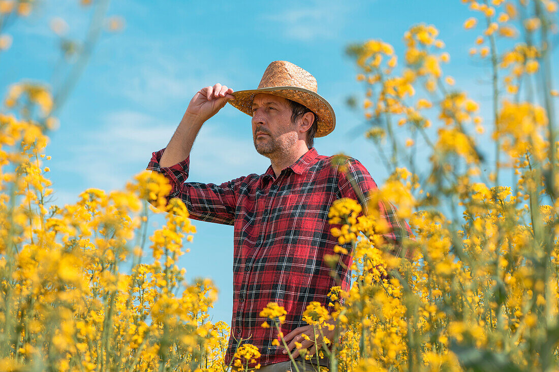 Farmer standing in rapeseed crop field