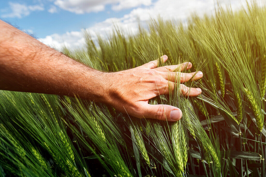 Hand touching ears of wheat