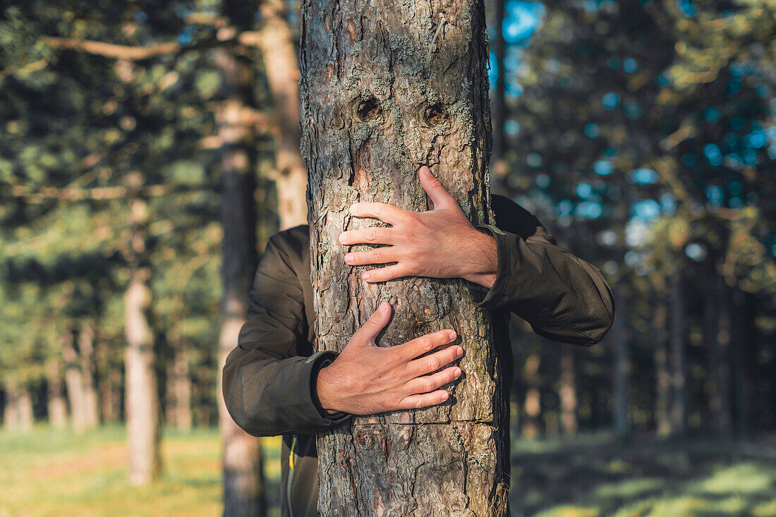 Man hugging black pine (Pinus nigra)