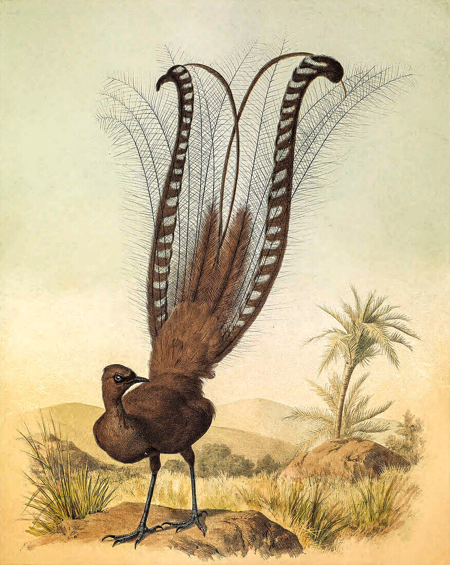 Superb lyrebird, 19th century illustration