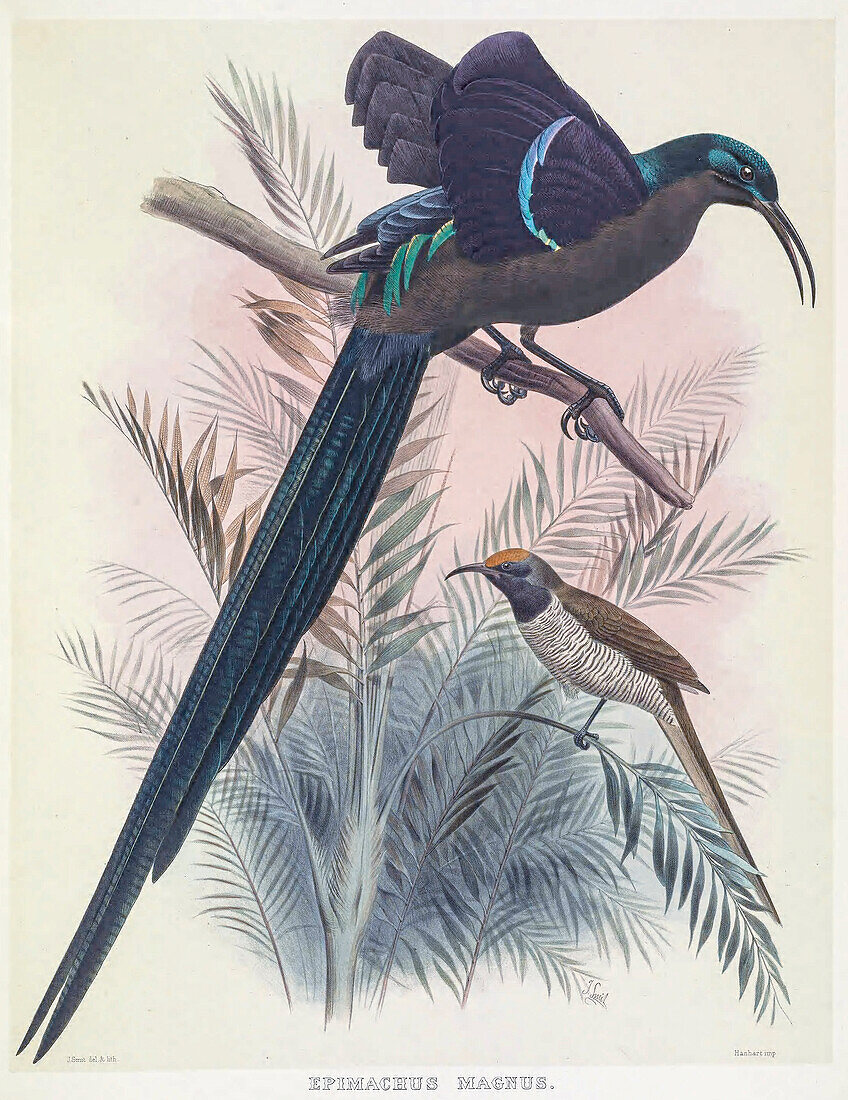 Magnificent bird-of-paradise, 19th century illustration