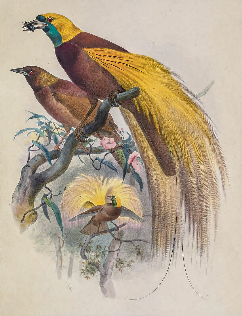 Greater bird-of-paradise, 19th century illustration