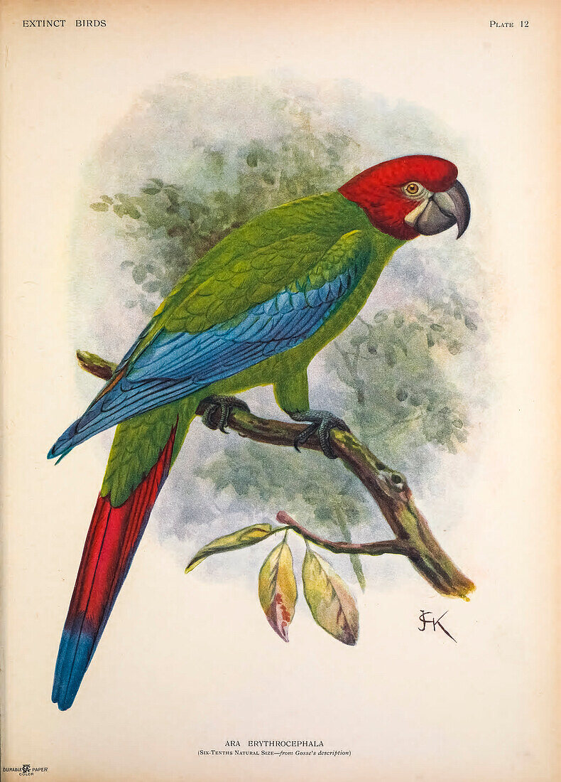 Green-and-yellow macaw, illustration