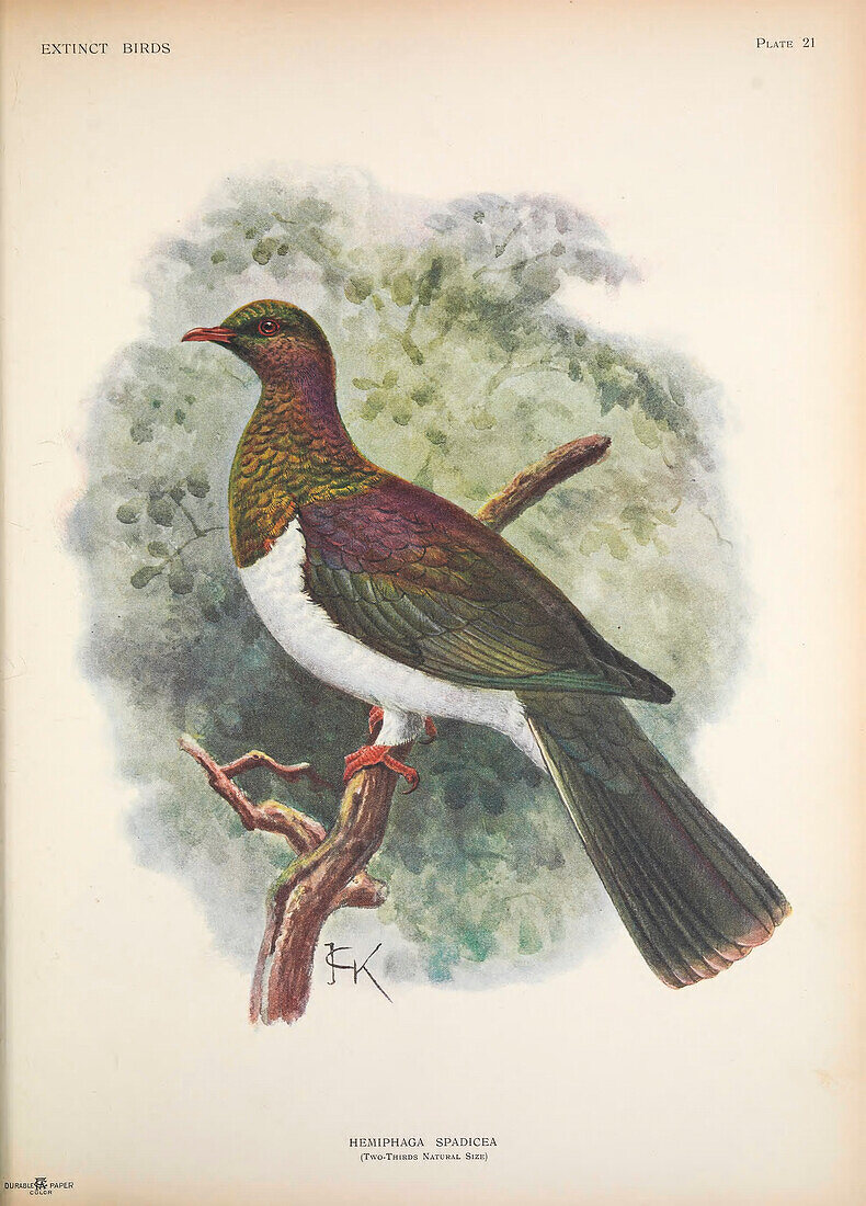 Norfolk Island pigeon, illustration