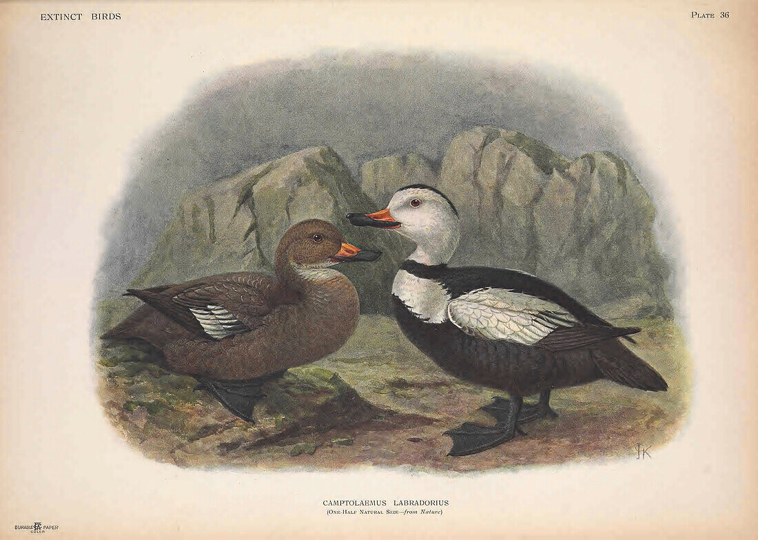 Labrador duck, illustration
