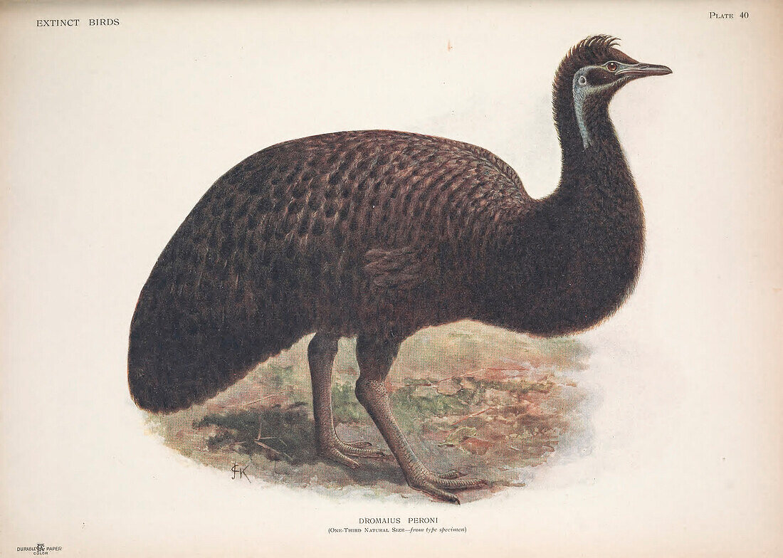 King Island emu, illustration