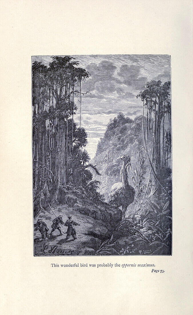 Elephant bird, 19th century illustration