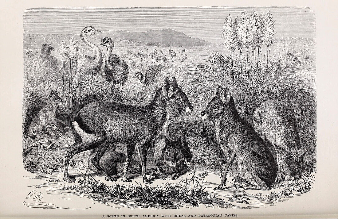 Rheas and Patagonian cavies, 19th century illustration