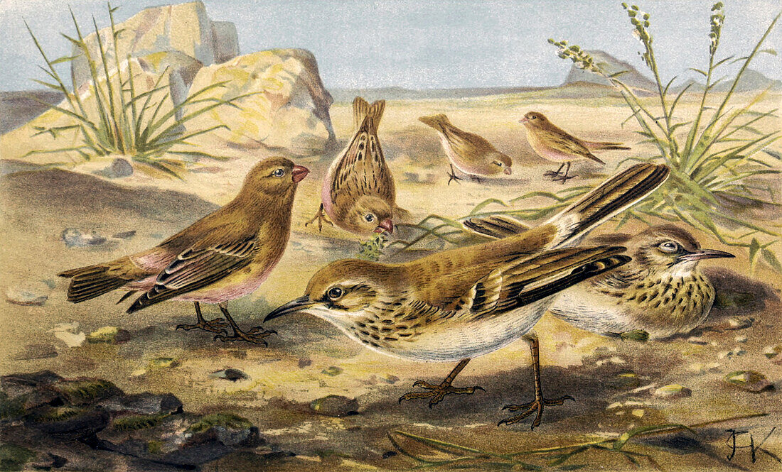 Desert finch and desert lark, 19th century illustration