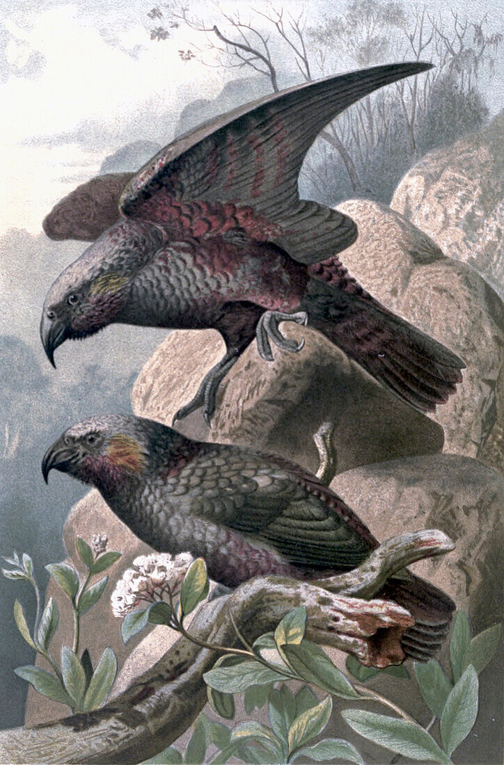 Kaka parrots, 19th century illustration