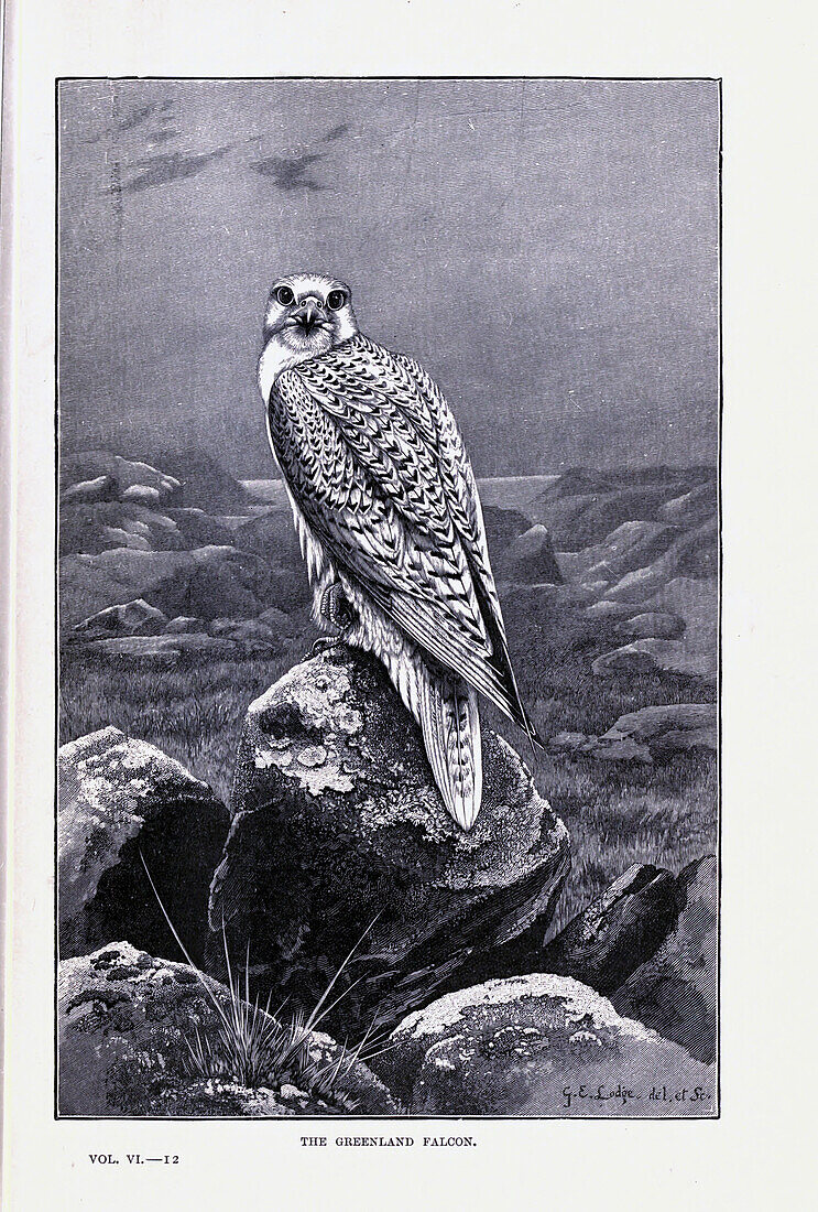 Greenland falcon, 19th century illustration