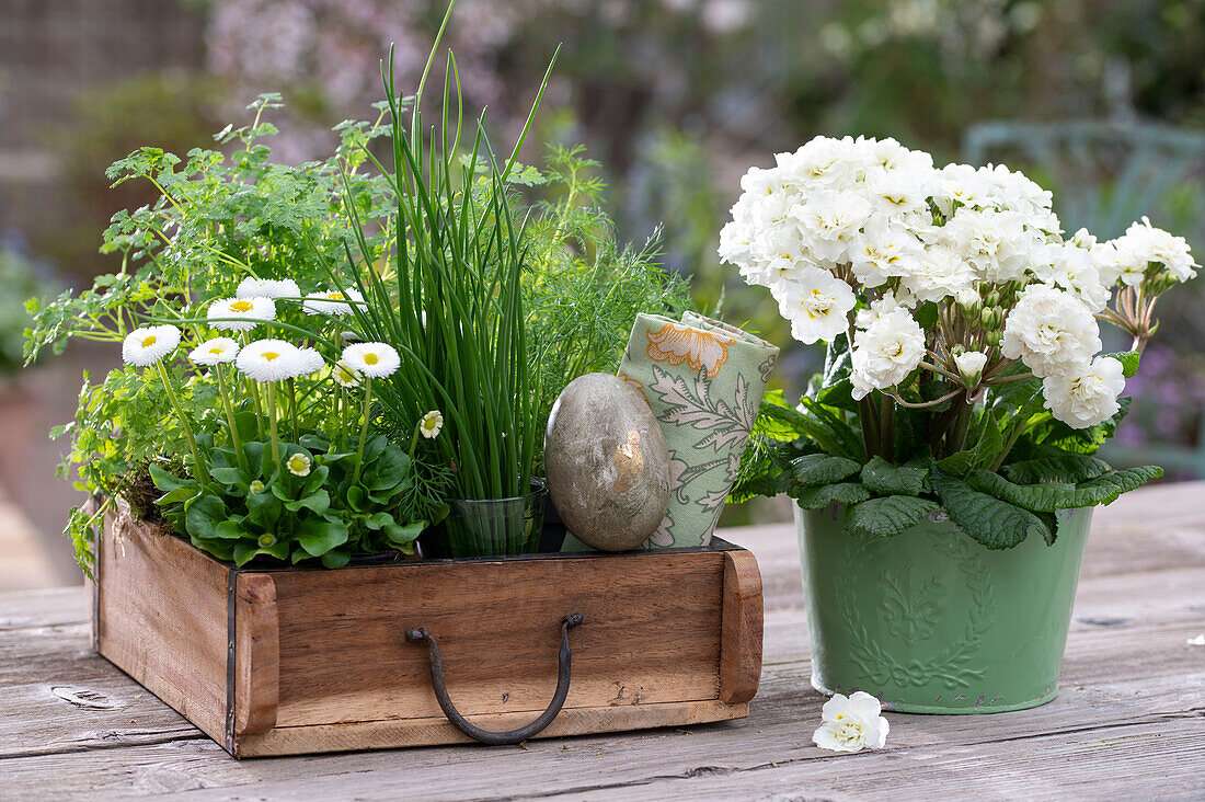 Primeln 'Frosty White' im Topf, Gänseblümchen, Schnittlauch, Dill, Koriander in Holzkiste mit goldenem Osterei und Serviette