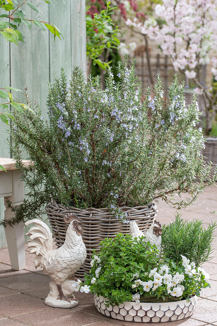 Hornveilchen (Viola cornuta), Rosmarin und Oregano in Töpfen und Weidenkorb mit Hahnfigur auf der Terrasse