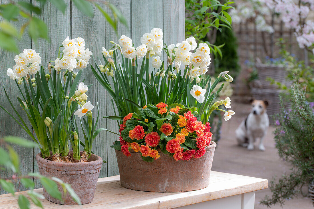 Narzissen (Narcissus) 'Bridal Crown' und 'Geranium', Primel (Primula) 'Sweet Apricot' in Töpfen und Hund auf der Terrasse