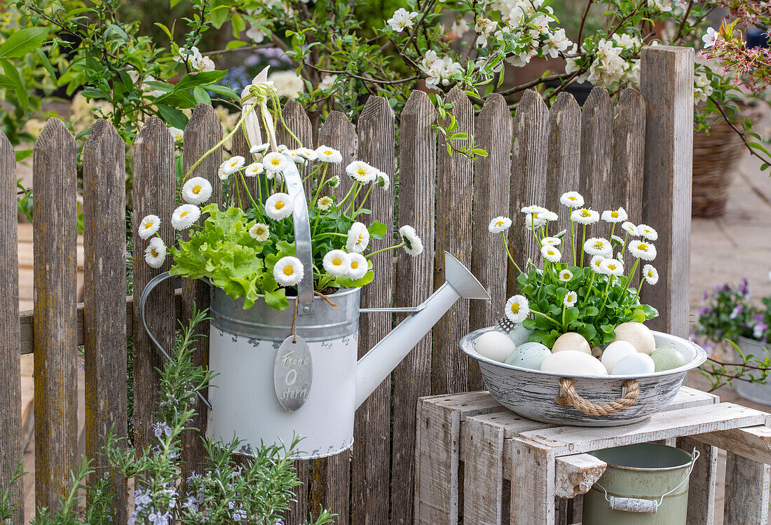 Daisies and lettuce planted in old watering can, hanging on garden fence, Easter eggs with bellis in vintage bowl