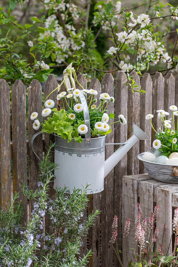 Gänseblümchen und Salat in alte Gießkanne eingepflanzt, am Gartenzaun hängend, Ostereier mit Blumen in Vintage-Schüssel