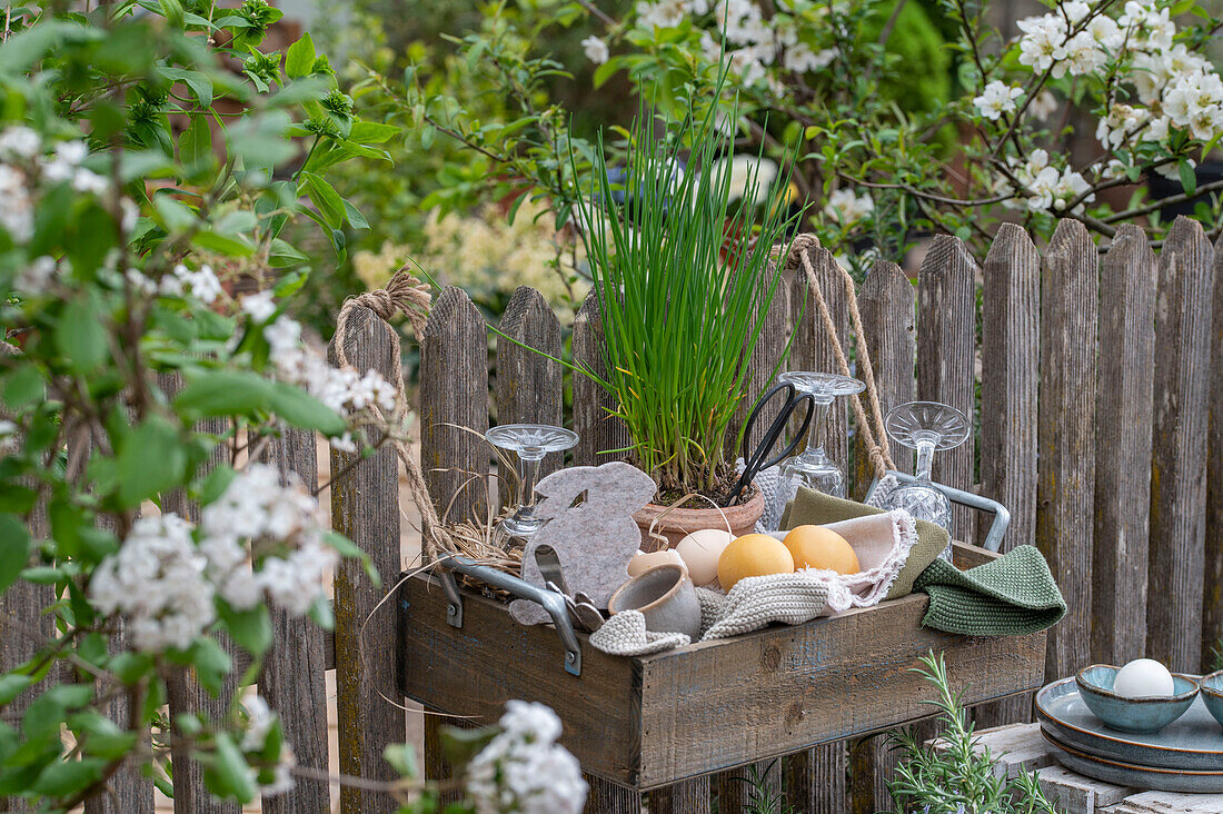 Schnittlauch im Topf mit Ostereiern, Geschirr  und Decke in Picknickkiste am Gartenzaun hängend vor Felsenbirne