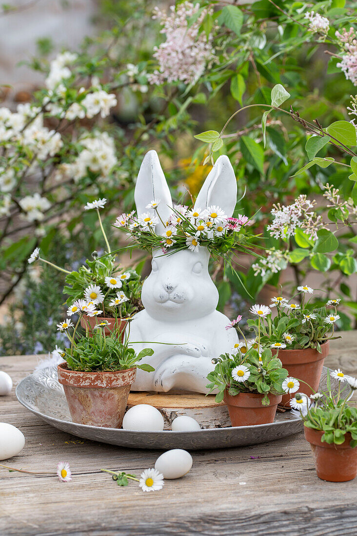 Daisies (Bellis) in small flower pots, hen's eggs and Easter bunny figurine with flower wreath on silver plate