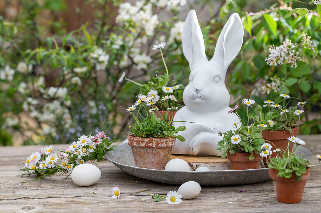 Gänseblümchen (Bellis)  in kleinen Blumentöpfen, Hühnereier und Osterhasenfigur auf silbernem Teller neben Blumenkranz