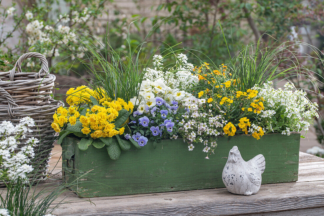 Primula 'Sunny Yellow', horned violets, daisy 'Alabaster', saxifrage, ribbon flower 'Candy Ice', gold lacquer 'Winter Power', grasses in flower box and porcelain chicken