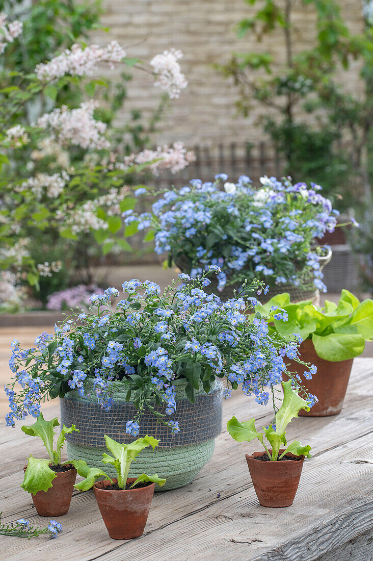 Vergissmeinnicht (Myosotis) in Pflanzgefäßen, Salat in Keramiktöpfen auf Holztisch auf der Terrasse