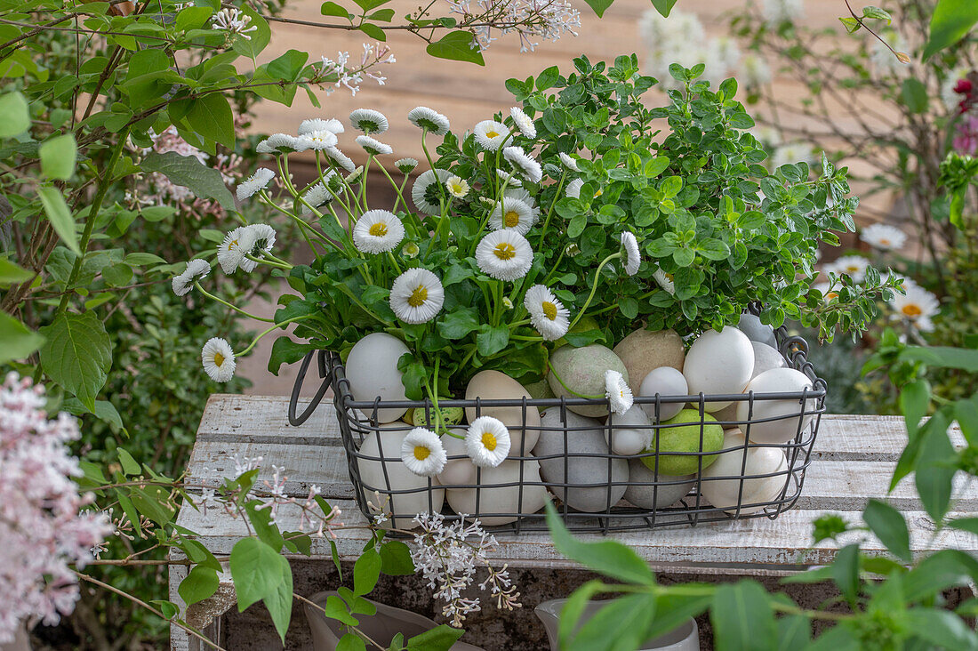 Drahtkorb mit Gänseblümchen (Bellis), Oregano und gefärbten Ostereiern auf der Terrasse