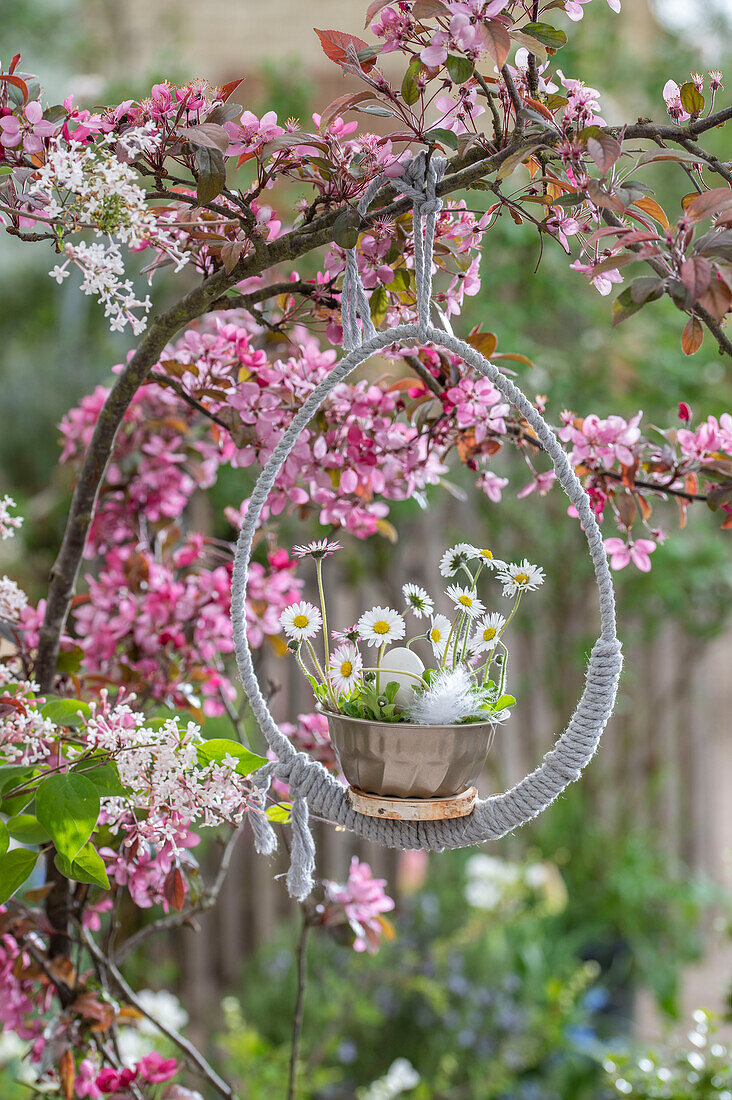 Daisy (Bellis perennis) in pot with feather and hen's egg in tied Easter egg as hanging basket, hanging in pink flower branches
