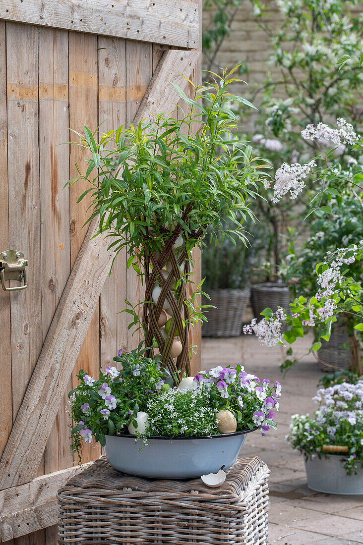 Woven willow, underplanted with horned violets, garden lobelia 'White Star' and Easter eggs in a bowl, on a wicker stool