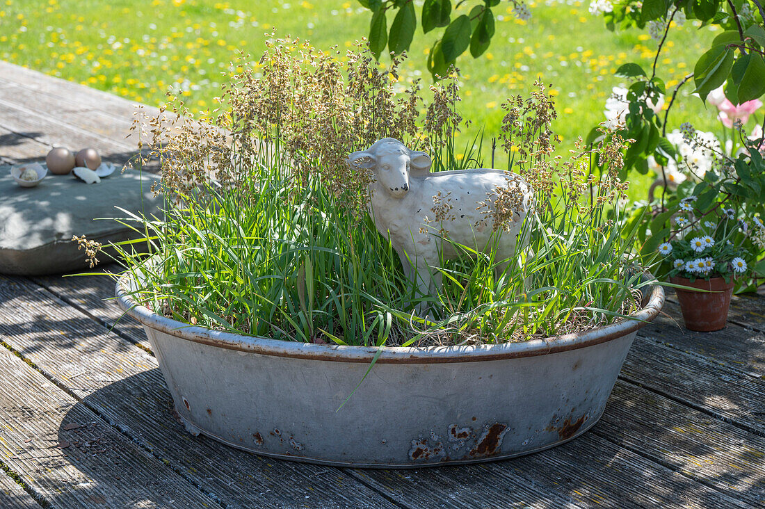 Easter grass from spring barley 'Pirona' with lamb figure in old zinc tub