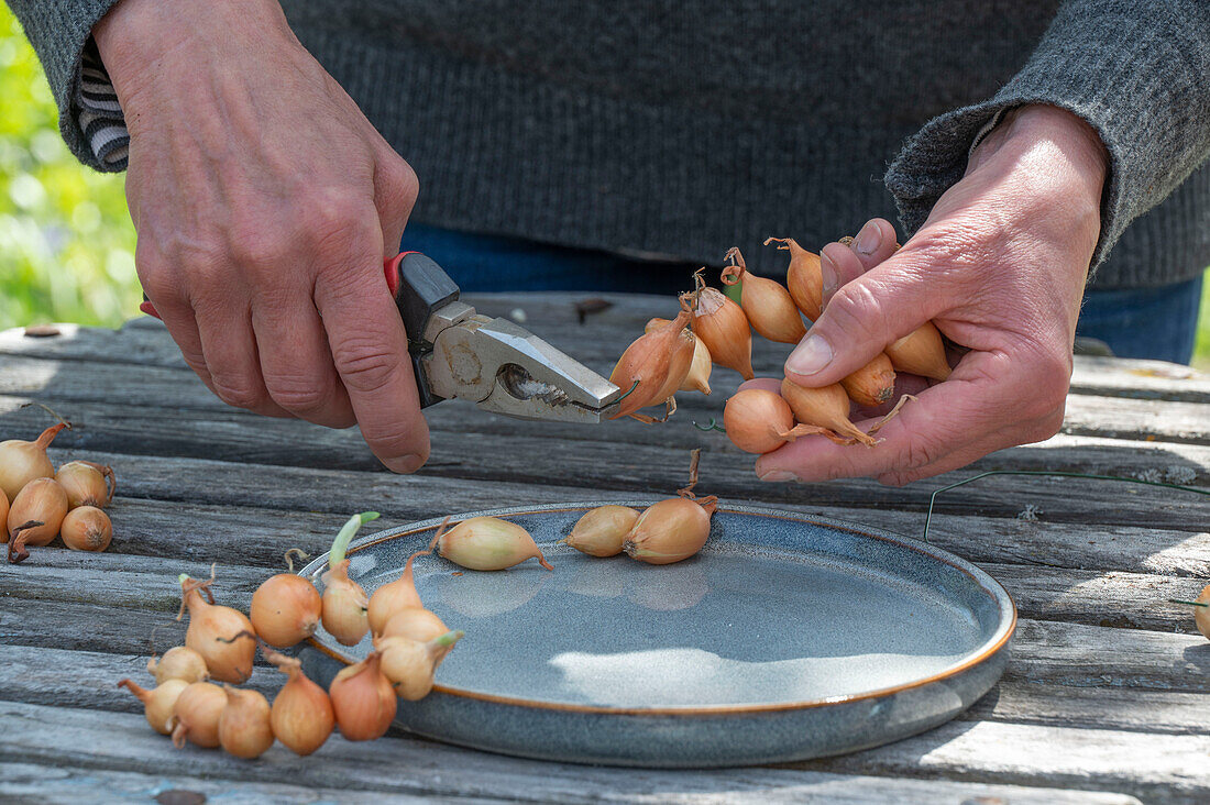 threading onions on wire to make a wreath on garden table