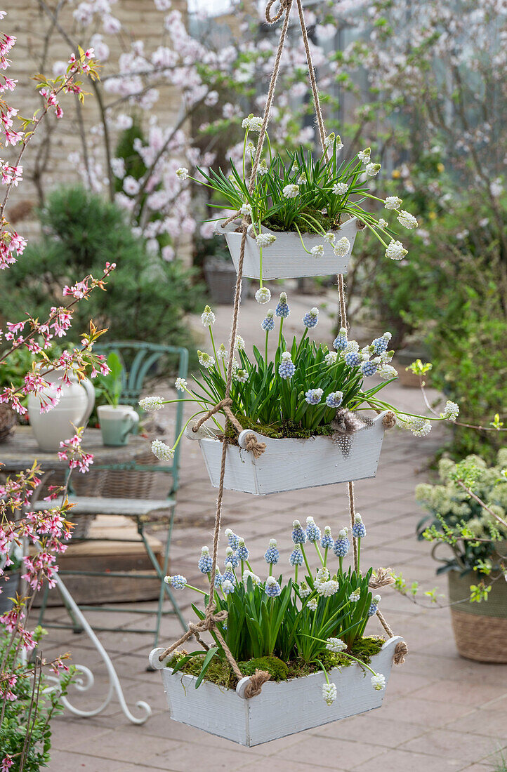 Grape hyacinths 'Mountain Lady', 'Alba' (Muscari) hanging in a tiered holder on the terrace